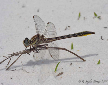 Phanogomphus cavillaris brimleyi, female